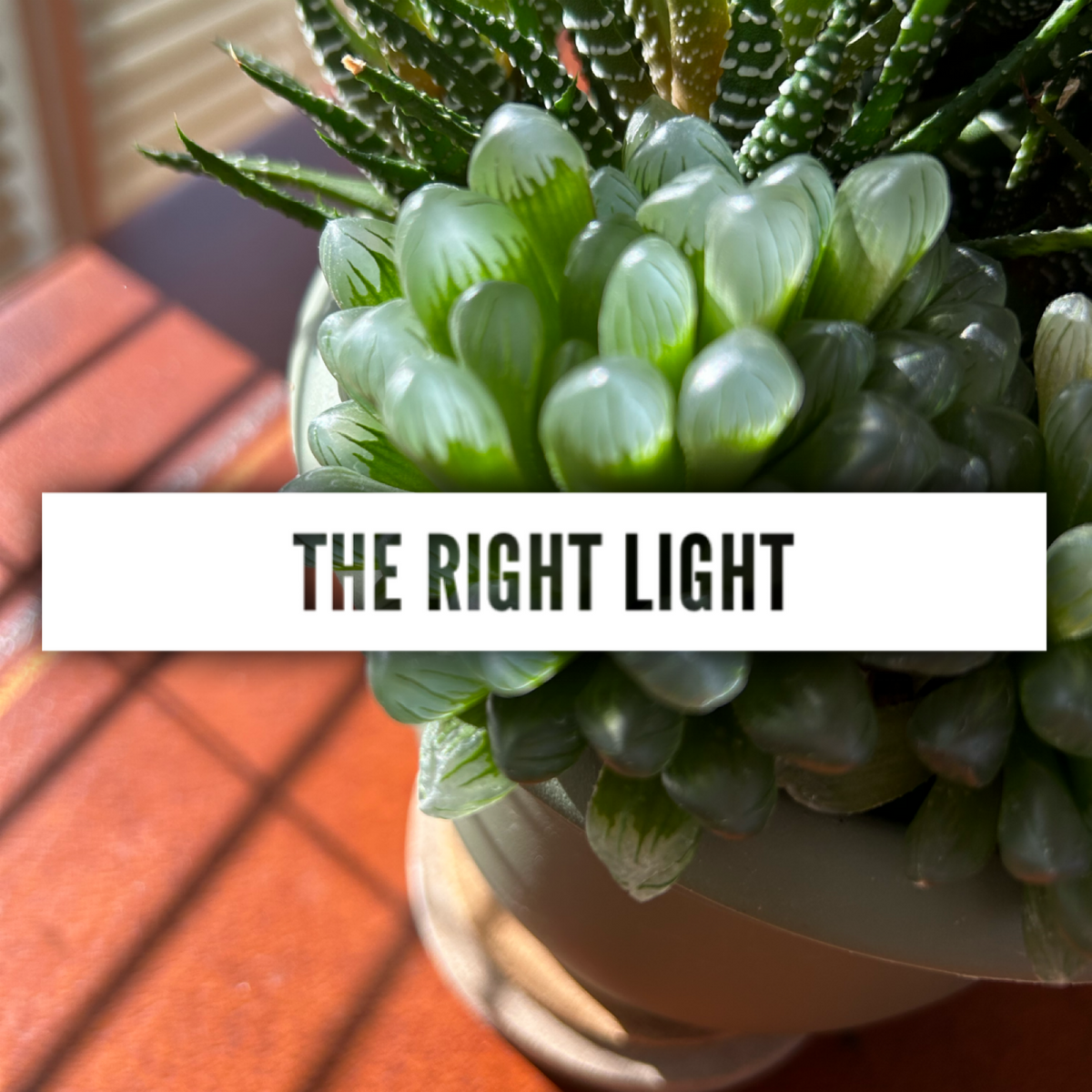 All About Lighting Baton Rouge Succulent Co