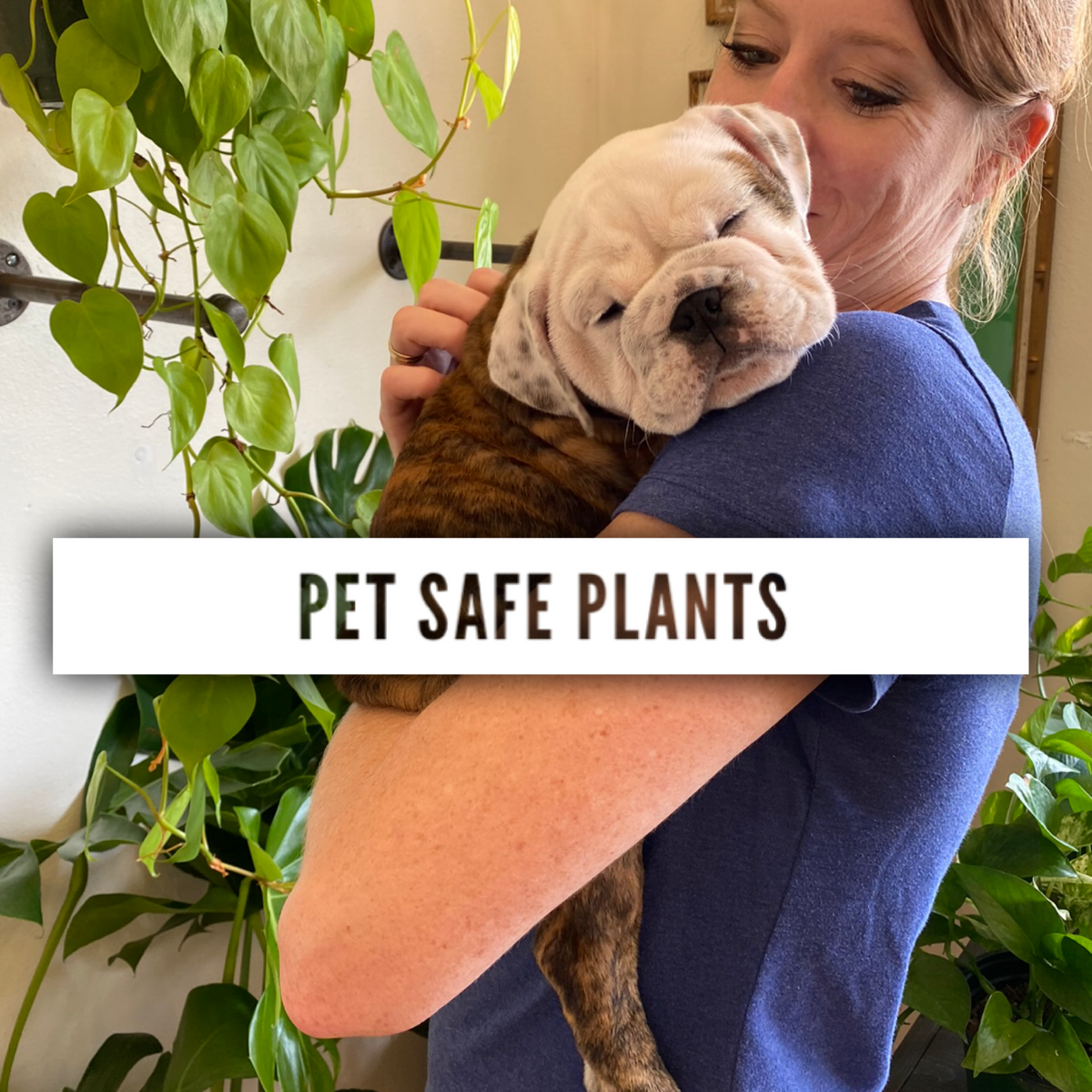 Pet Safe Plants Baton Rouge Succulent Co