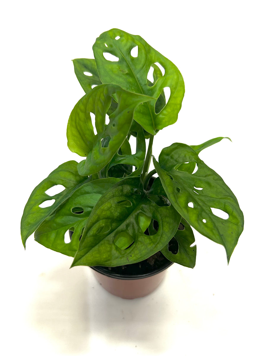 Wide Form Swiss Cheese "Monstera Adansonii" – Baton Rouge Succulent Co