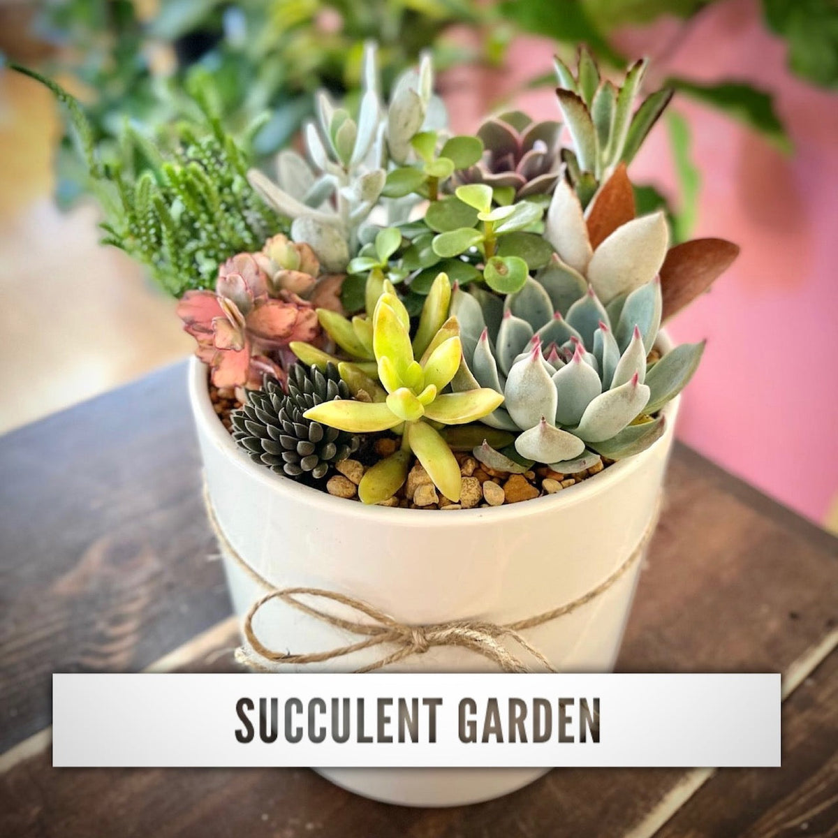 succulent store baton rouge Sangria & Succulent Garden 06/07/26 – Baton Rouge Succulent Co