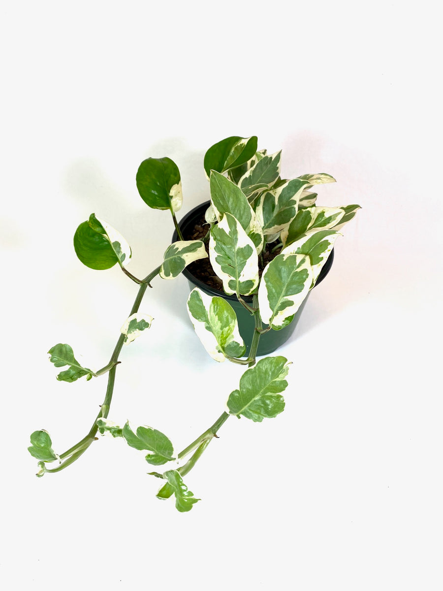 n joy pothos plant Pothos N' Joy "Epipremnum aureum 'N'Joy' " – Baton Rouge Succulent Co