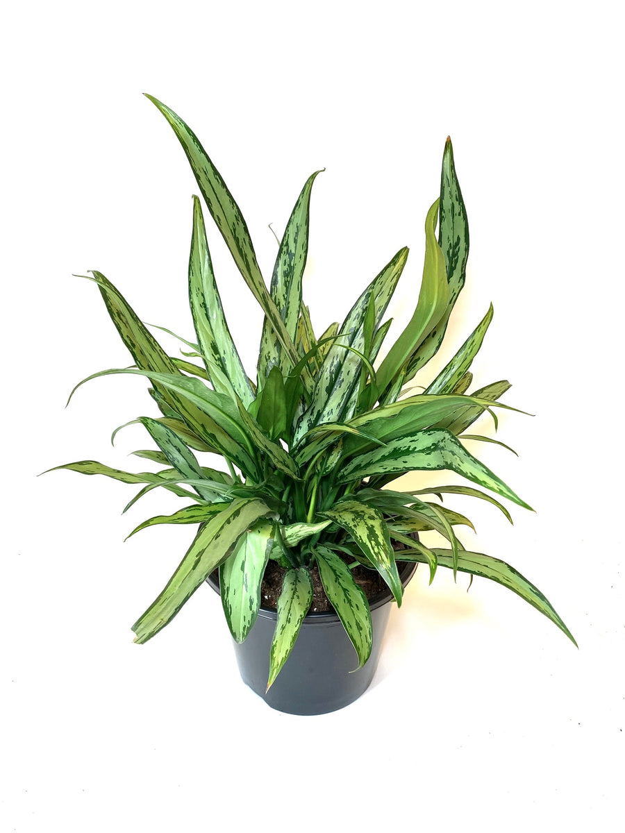 aglaonema cutlass care Cutlass Aglaonema