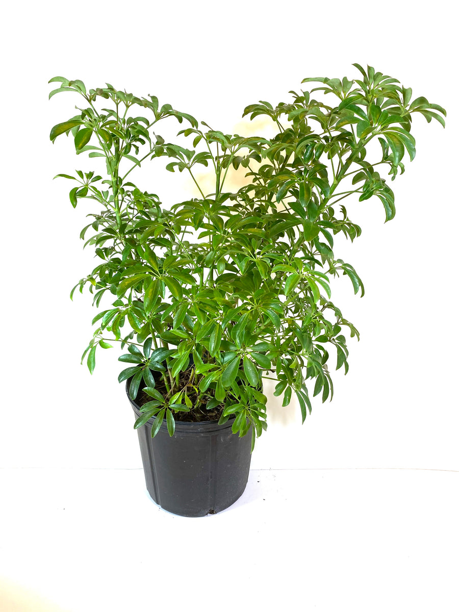 umbrella succulent Schefflera “Dwarf Umbrella Tree” – Baton Rouge Succulent Co