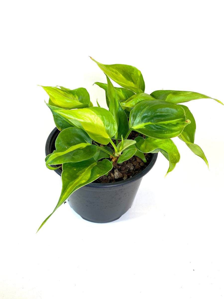 Brasil Philodendron (Philodendron hederaceum "Brasil")  Baton Rouge  Succulent Co