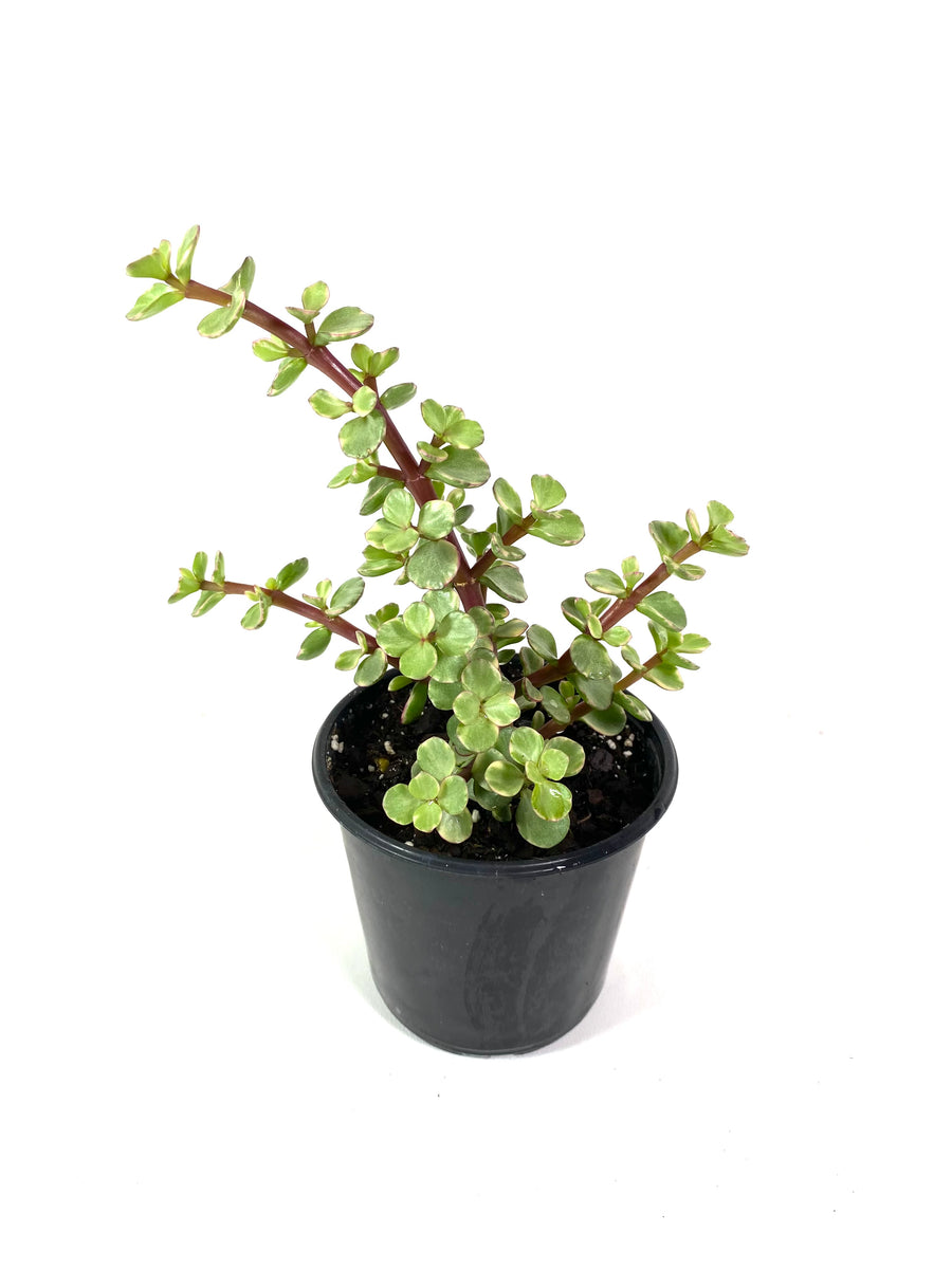 white elephant succulent Elephant Bush (Portulacaria afra variegata)