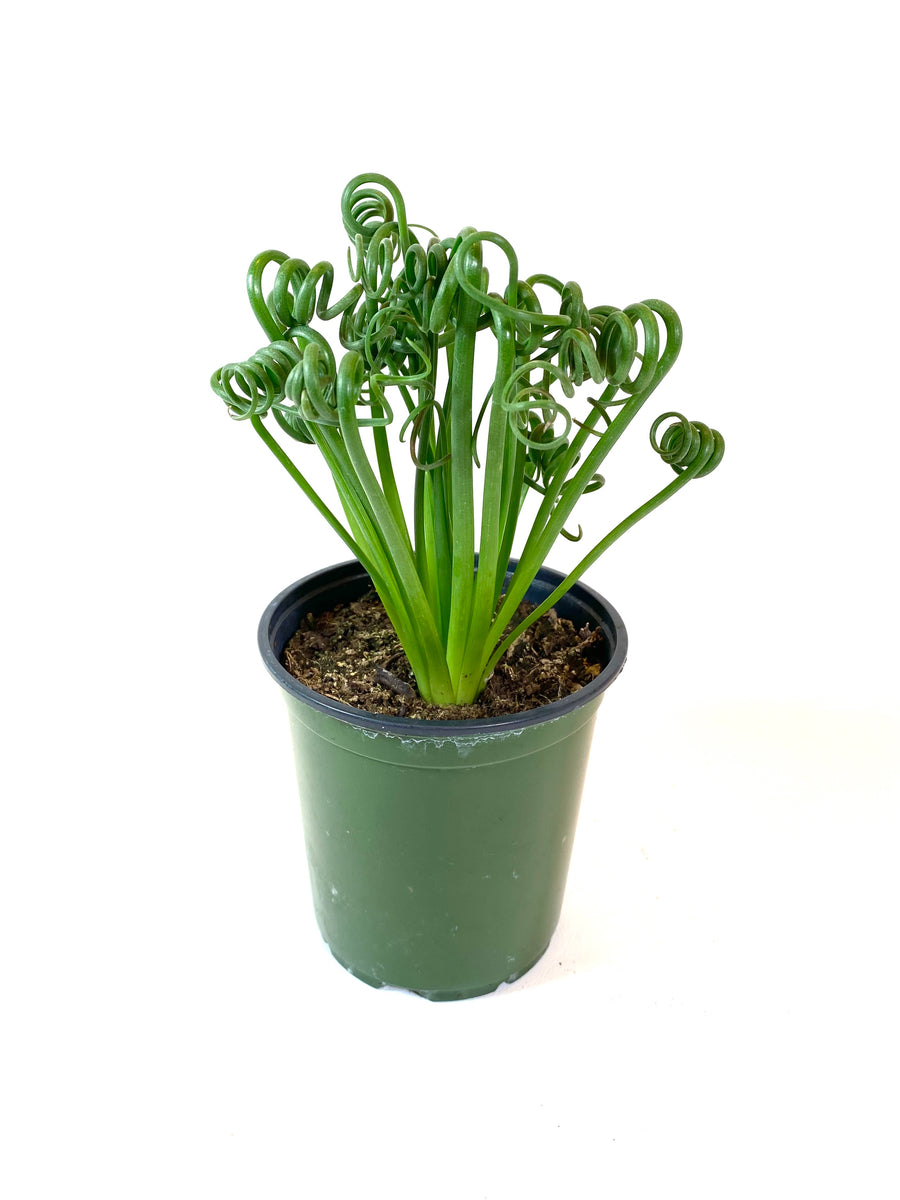 succulent frizzle sizzle Frizzle Sizzle (Albuca spiralis)