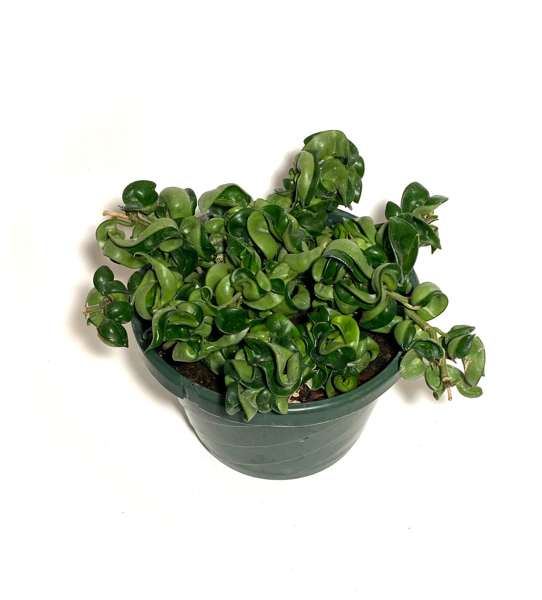 indian rope succulent Hindu Rope Hoya (Hoya carnosa compacta) – Baton Rouge Succulent Co