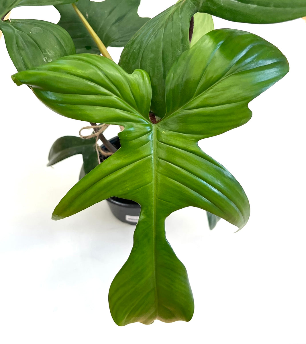 philodendron florida green pflege Florida Green Philodendron – Baton Rouge Succulent Co