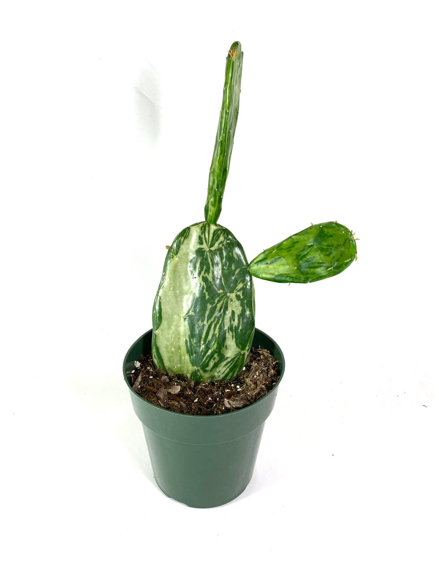 Variegated Prickly Pear – Baton Rouge Succulent Co