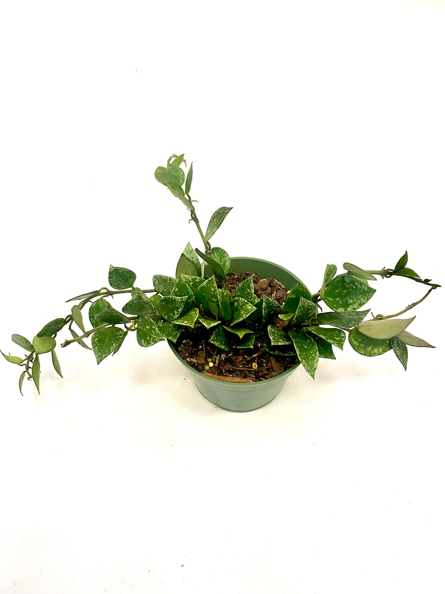 Hoya Krohiniana "Splash" Baton Rouge Succulent Co