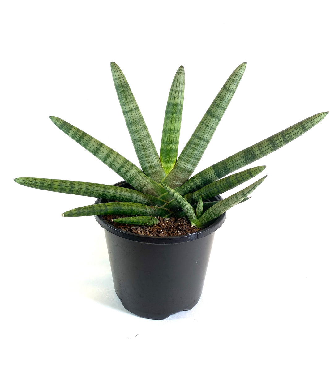 propagating starfish snake plant Starfish Sansevieria – Baton Rouge Succulent Co