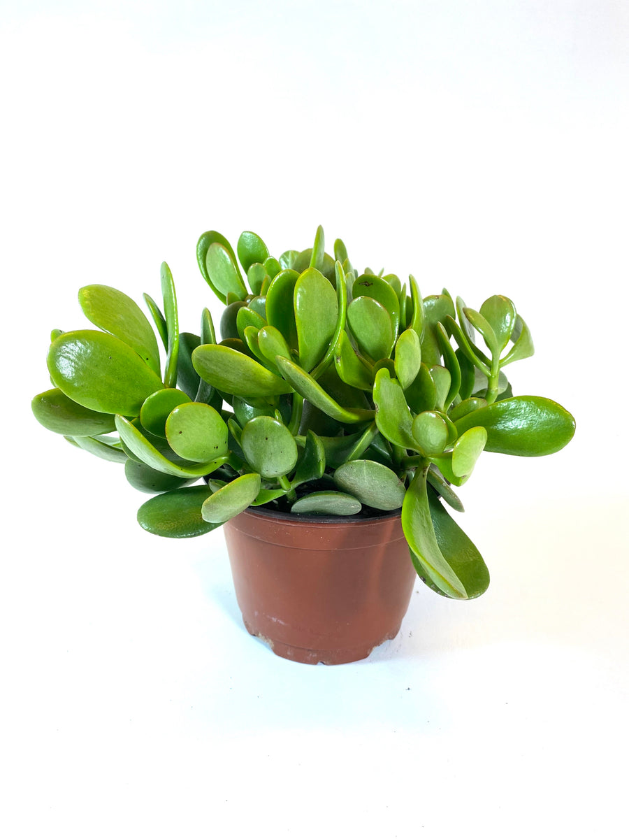jade plant latin name Jade (Crassula ovata) – Baton Rouge Succulent Co