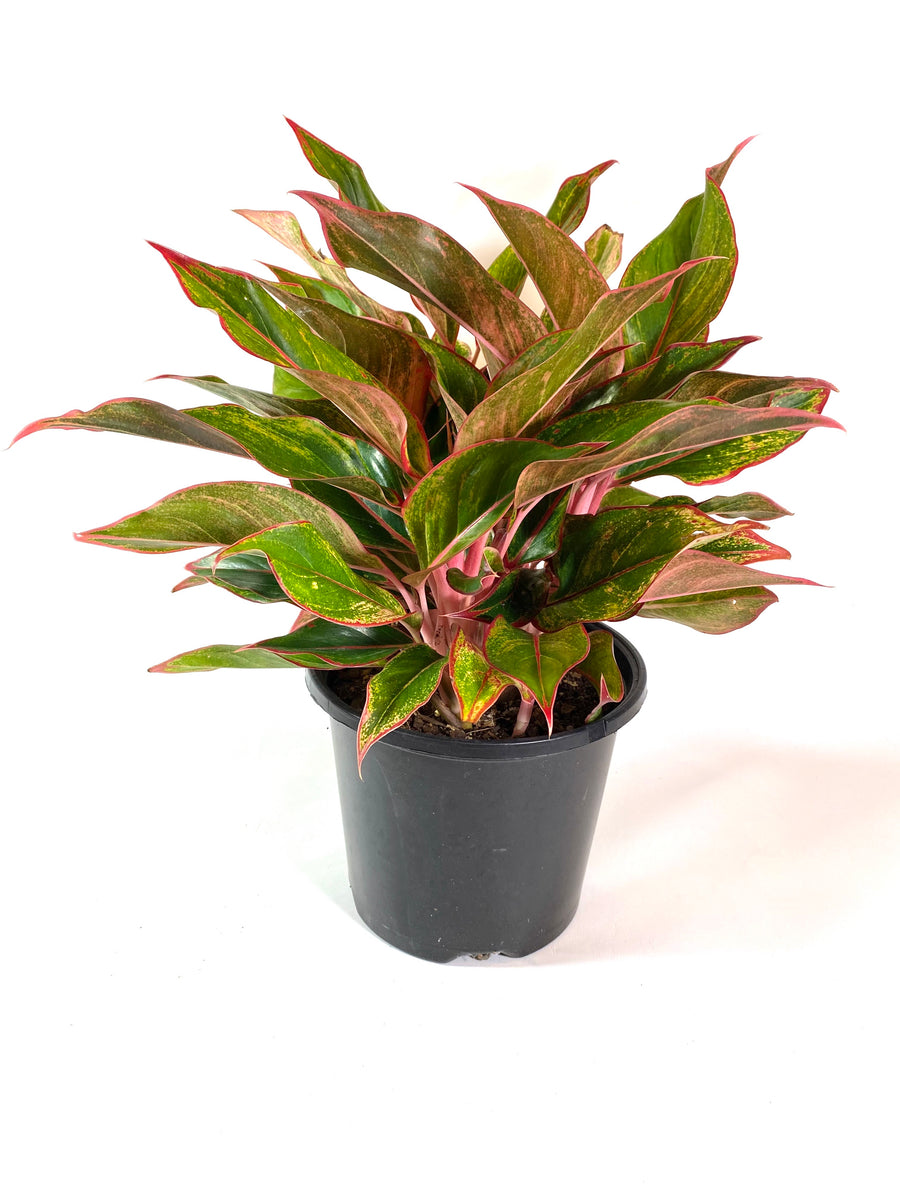 aglaonema fuego Firecracker Aglaonema