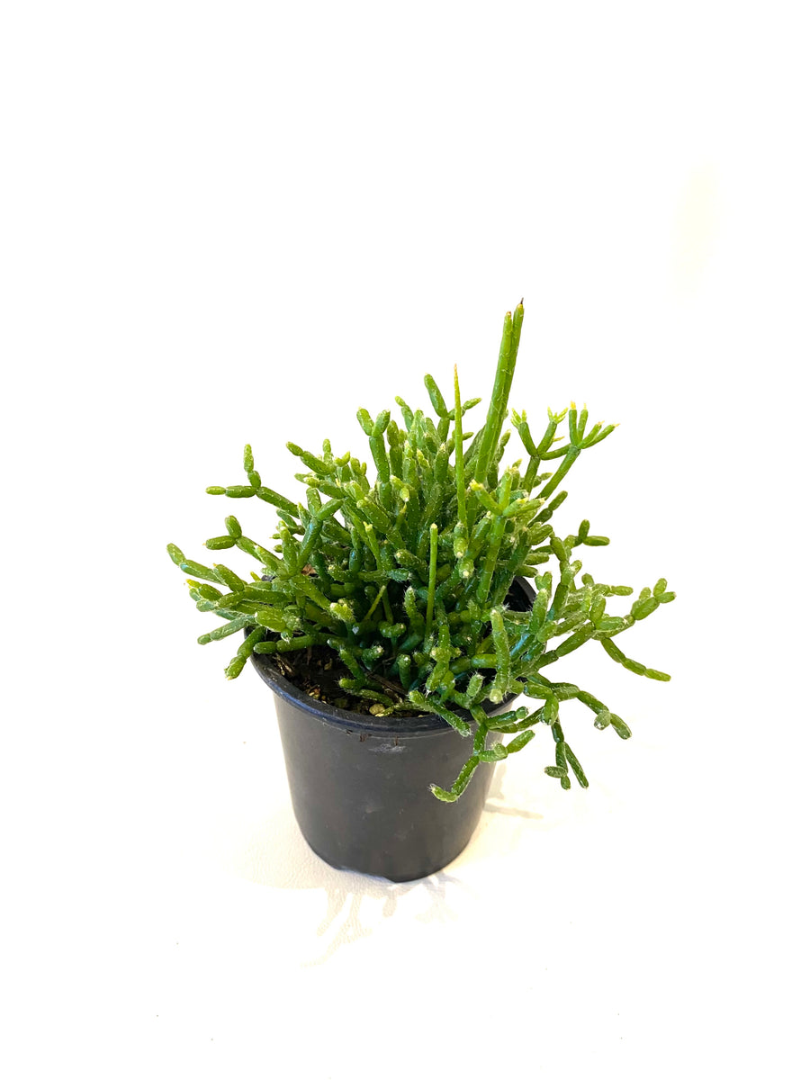 rhipsalis succulent Rhipsalis – Baton Rouge Succulent Co