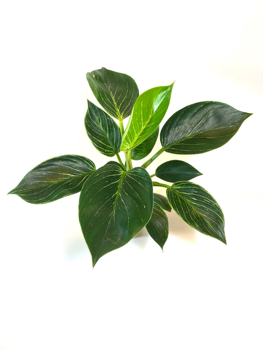 Birkin Philodendron (Philodendron 