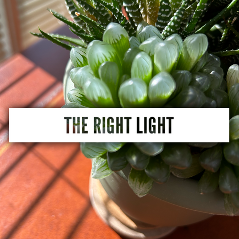 baton rouge succulent Baton Rouge Succulent Co. Gift Card