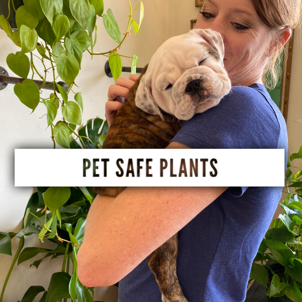 Pet Safe Plants
