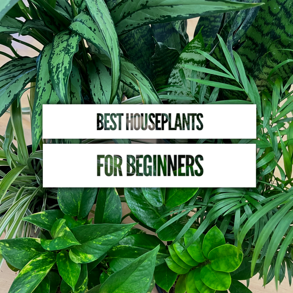 Best Houseplants for Beginners