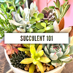 Succulent 101