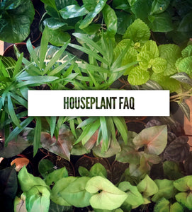 Houseplant FAQ