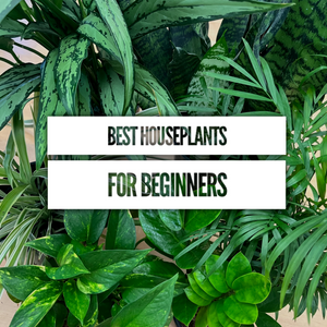 Best Houseplants for Beginners