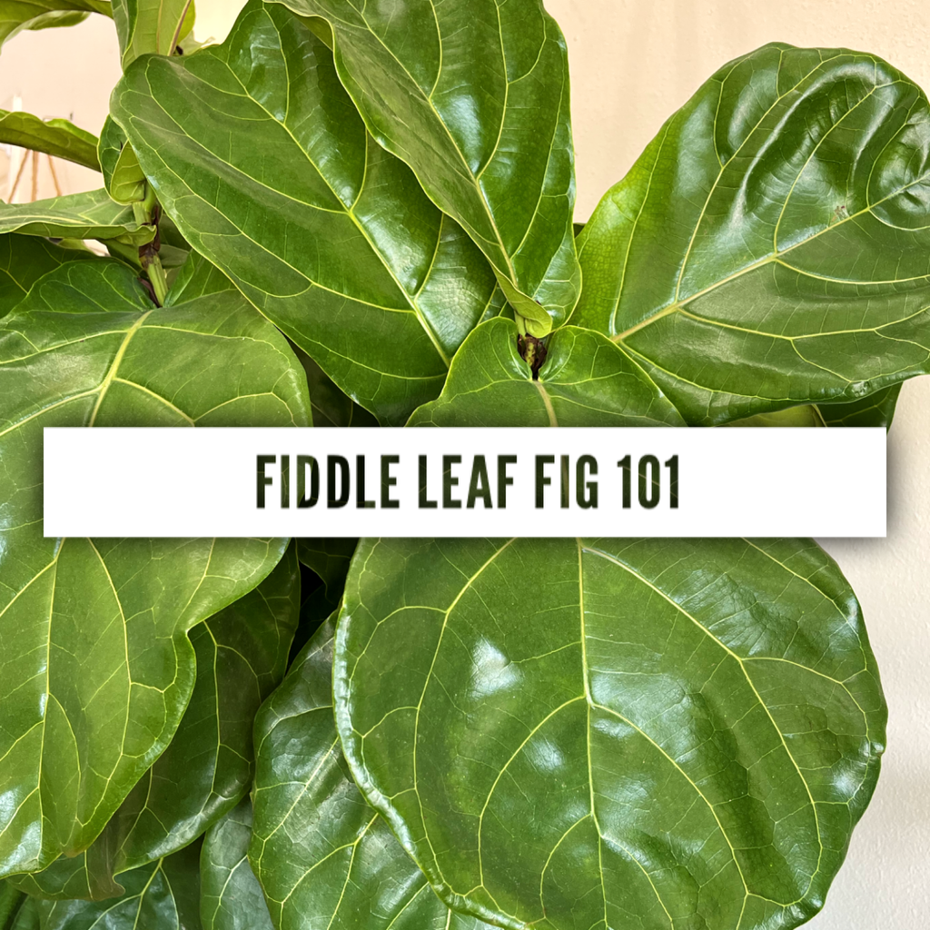 Fiddle Leaf Fig 101