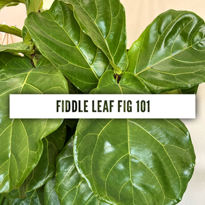 Fiddle Leaf Fig 101