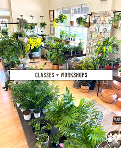 Classes & Workshops
