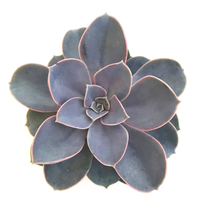 Succulents