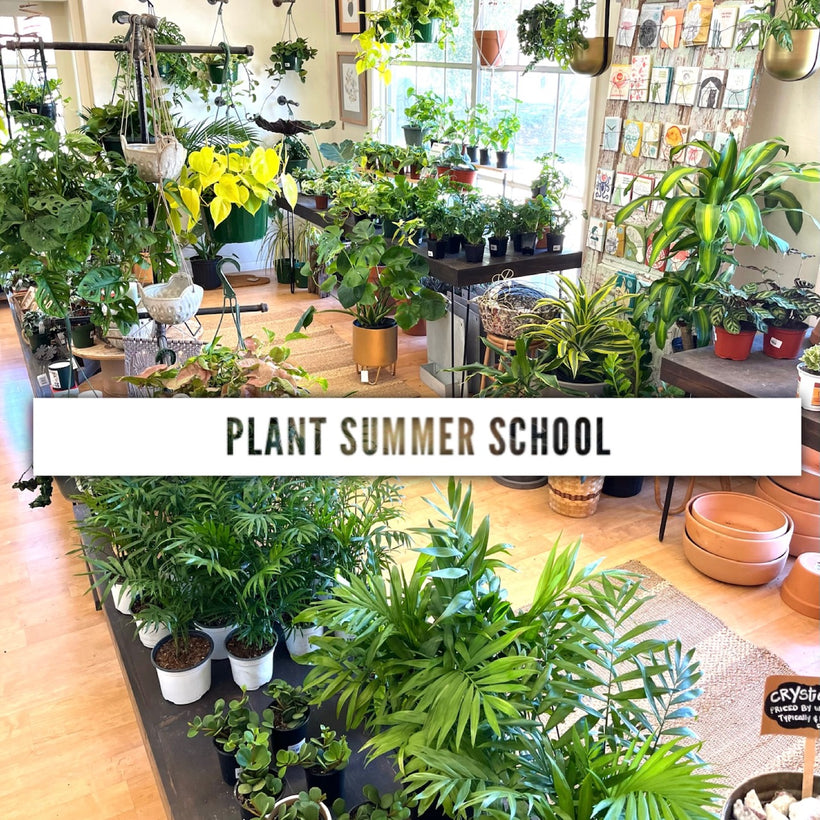 Plant Summer School