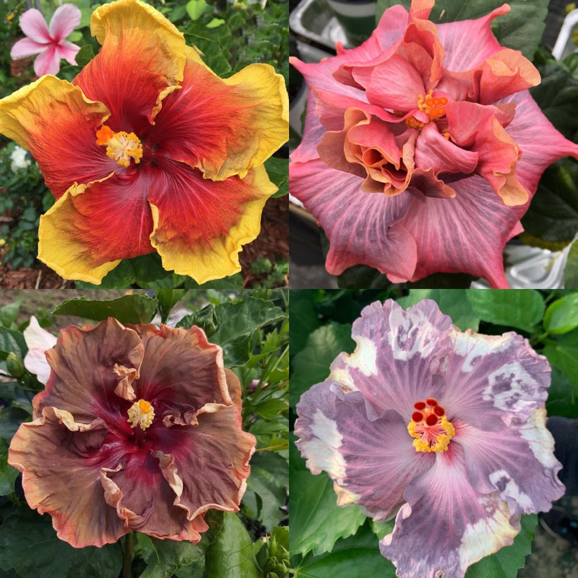 Cajun Hibiscus