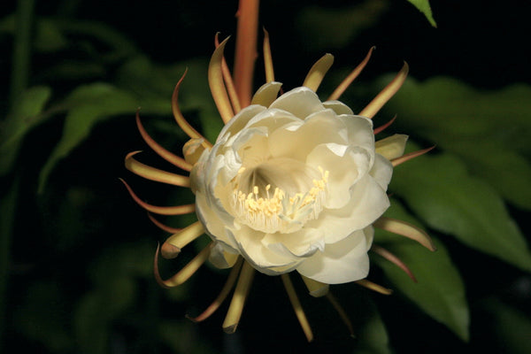 Queen of the Night "Epiphyllum Oxypetalum"