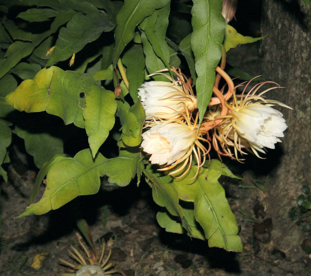 succulent night Queen of the Night "Epiphyllum Oxypetalum" – Baton Rouge Succulent Co