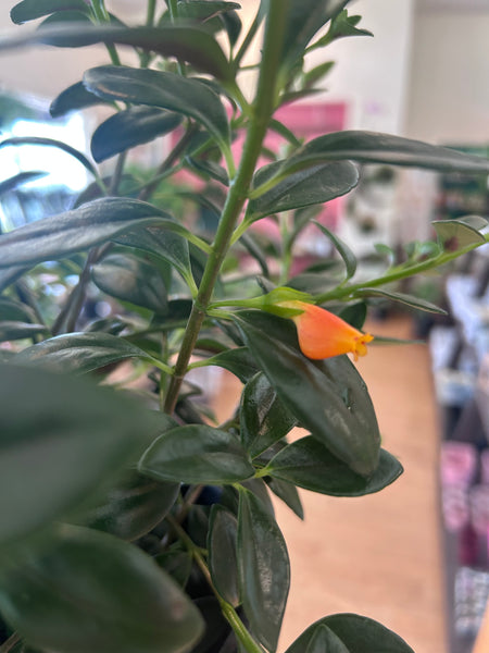 Goldfish Plant (Nematanthus gregarius)