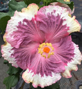 Beau Peep Cajun Hibiscus