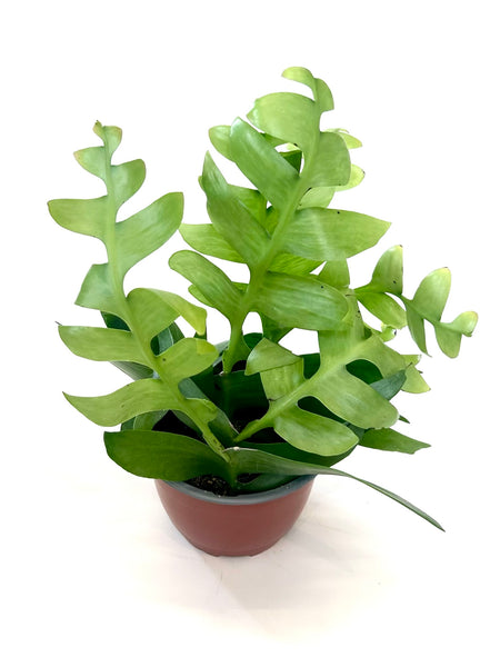 Fern Leaf Cactus (Selenicereus (Epiphyllum) chrysocardium)