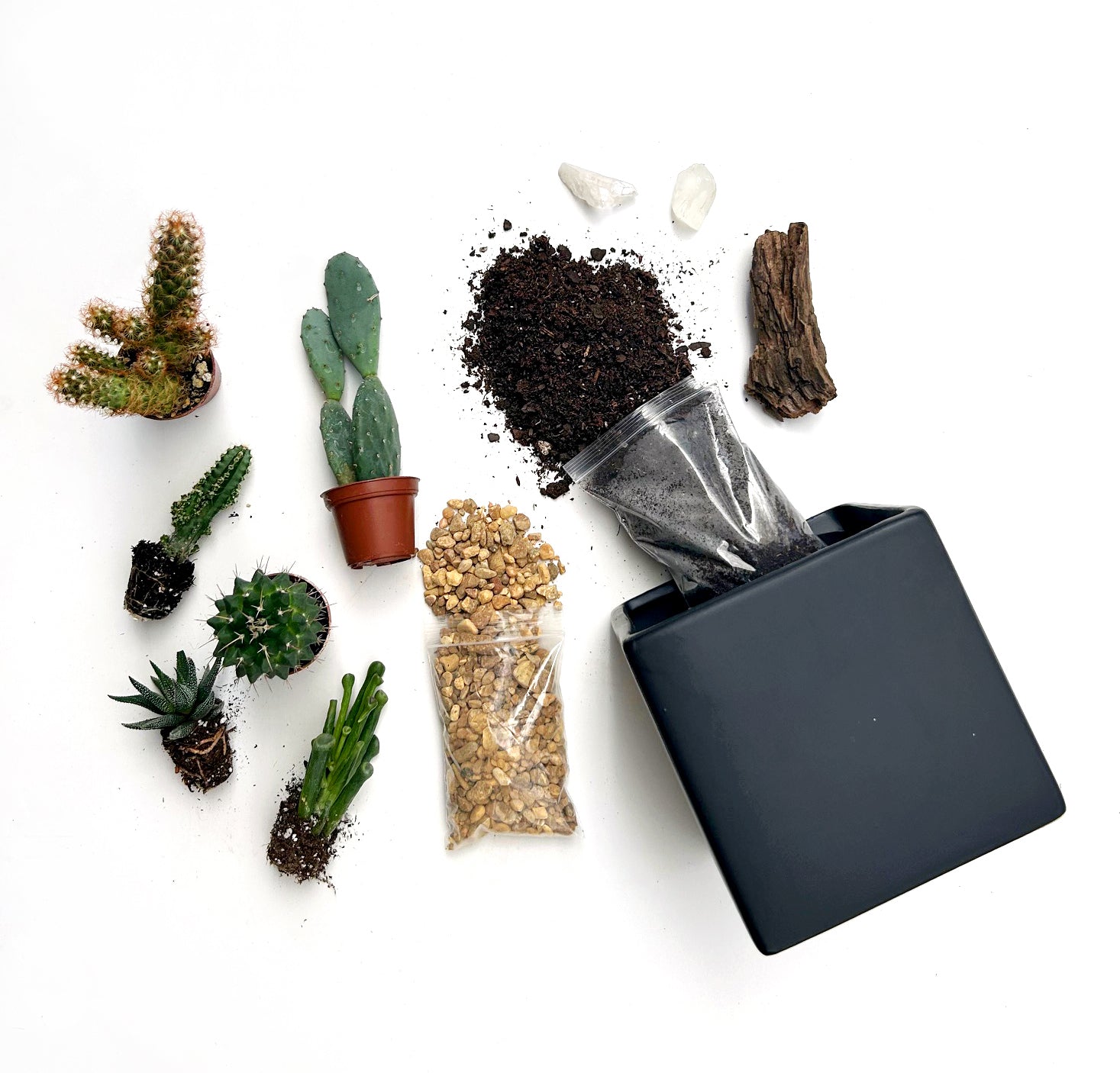 DIY Desert-Scape Cactus Garden Kit