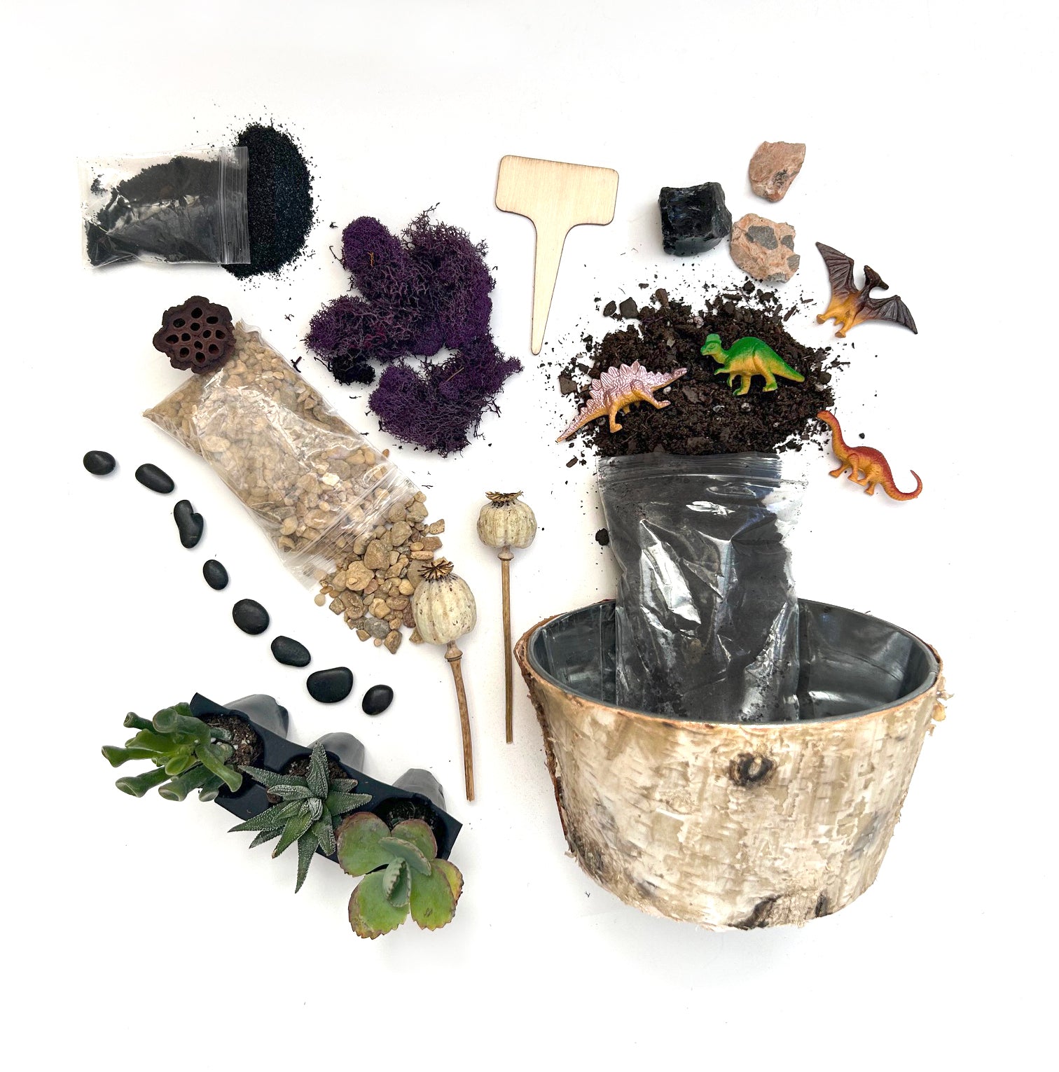 dinosaur succulent planter diy DIY Dinosaur Garden Kit – Baton Rouge Succulent Co