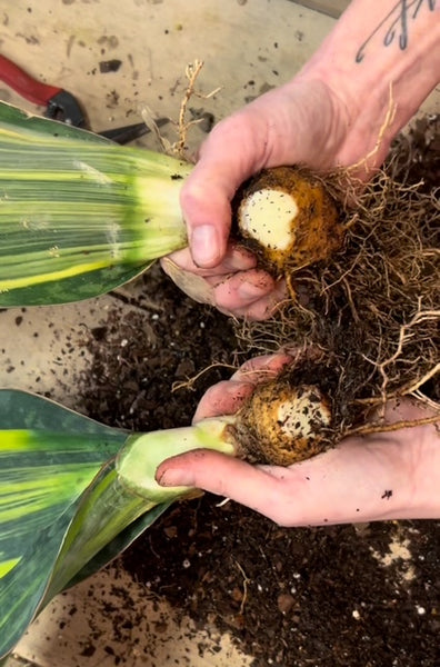 Plant Division & Repotting 02/24/26