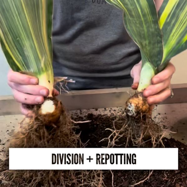Plant Division & Repotting 02/24/26