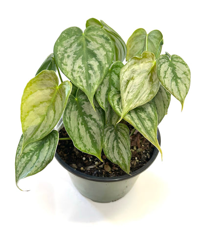 Brandtianum Philodendron