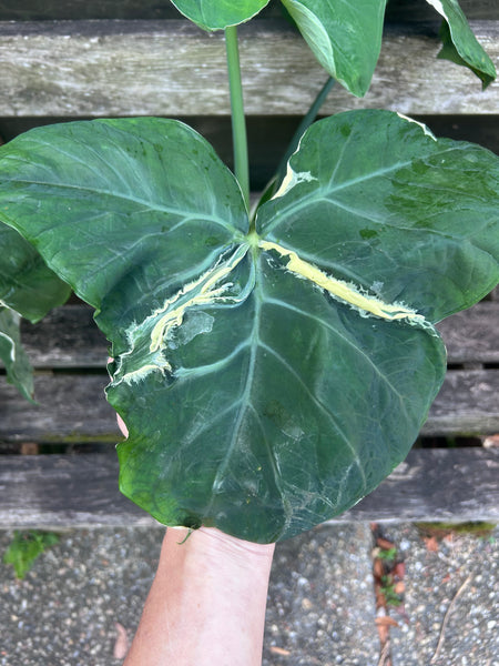 Mickey Mouse Alocasia