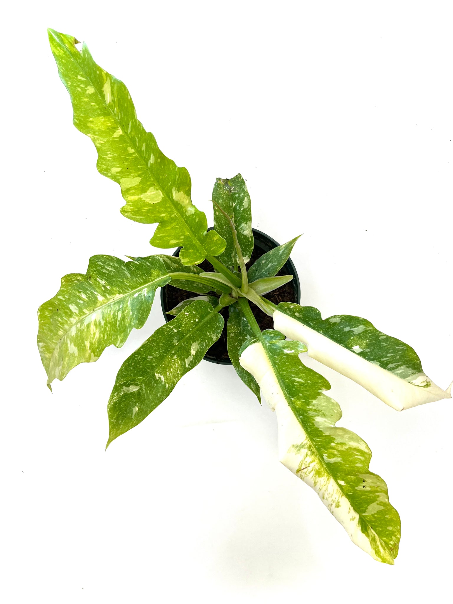 philodendron cross breeding Ring of Fire Philodendron