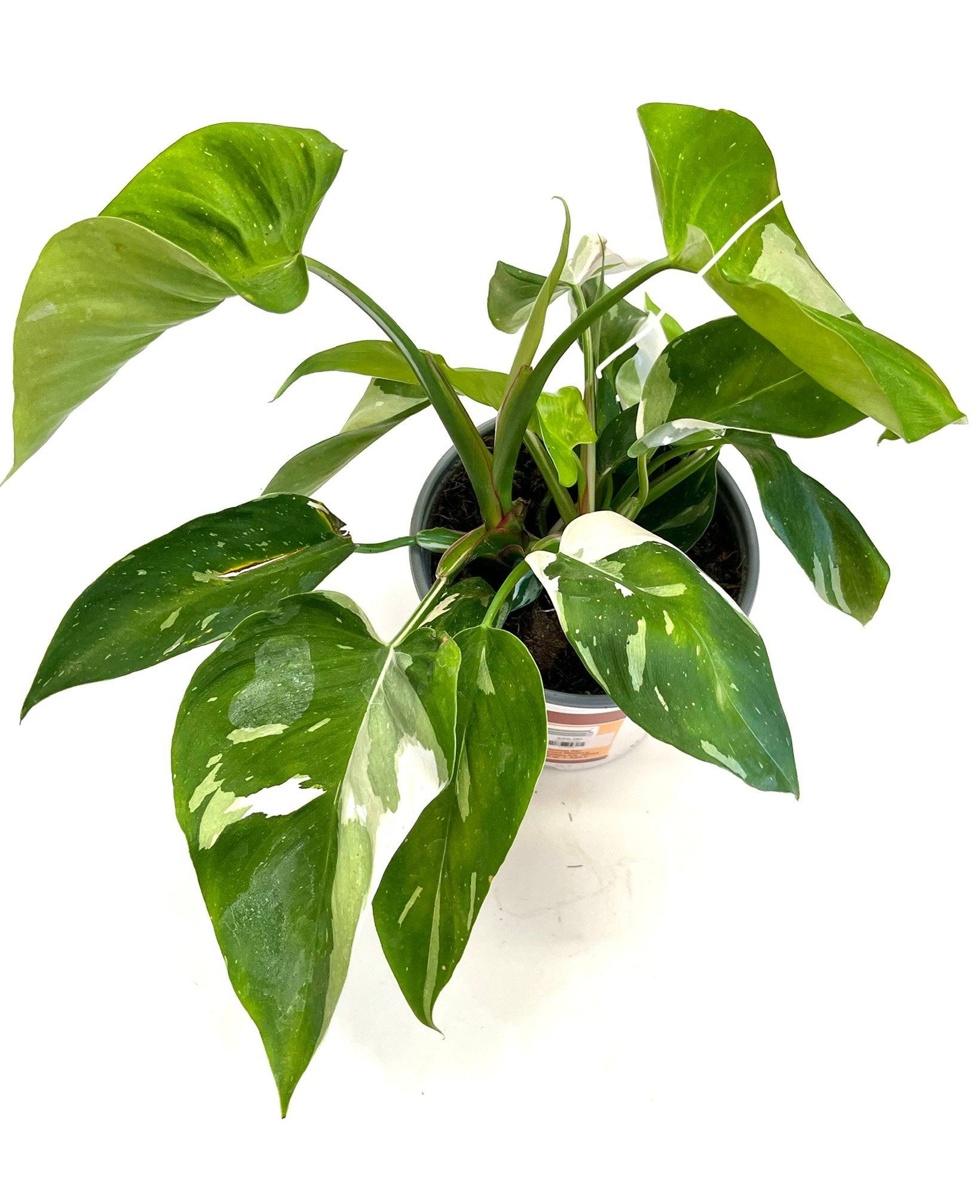 White Princess Philodendron