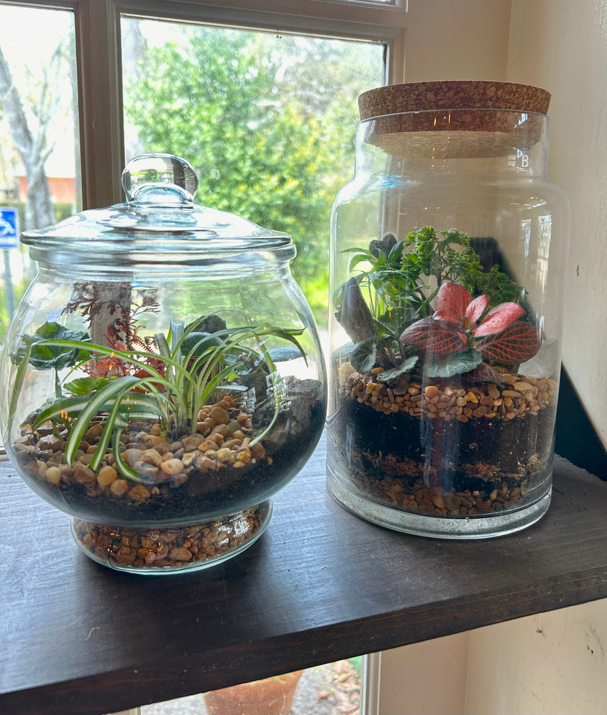 succulents for closed terrarium DIY Terrarium Kit – Build a Beautiful Self-Sustaining Garden – Baton Rouge Succulent Co