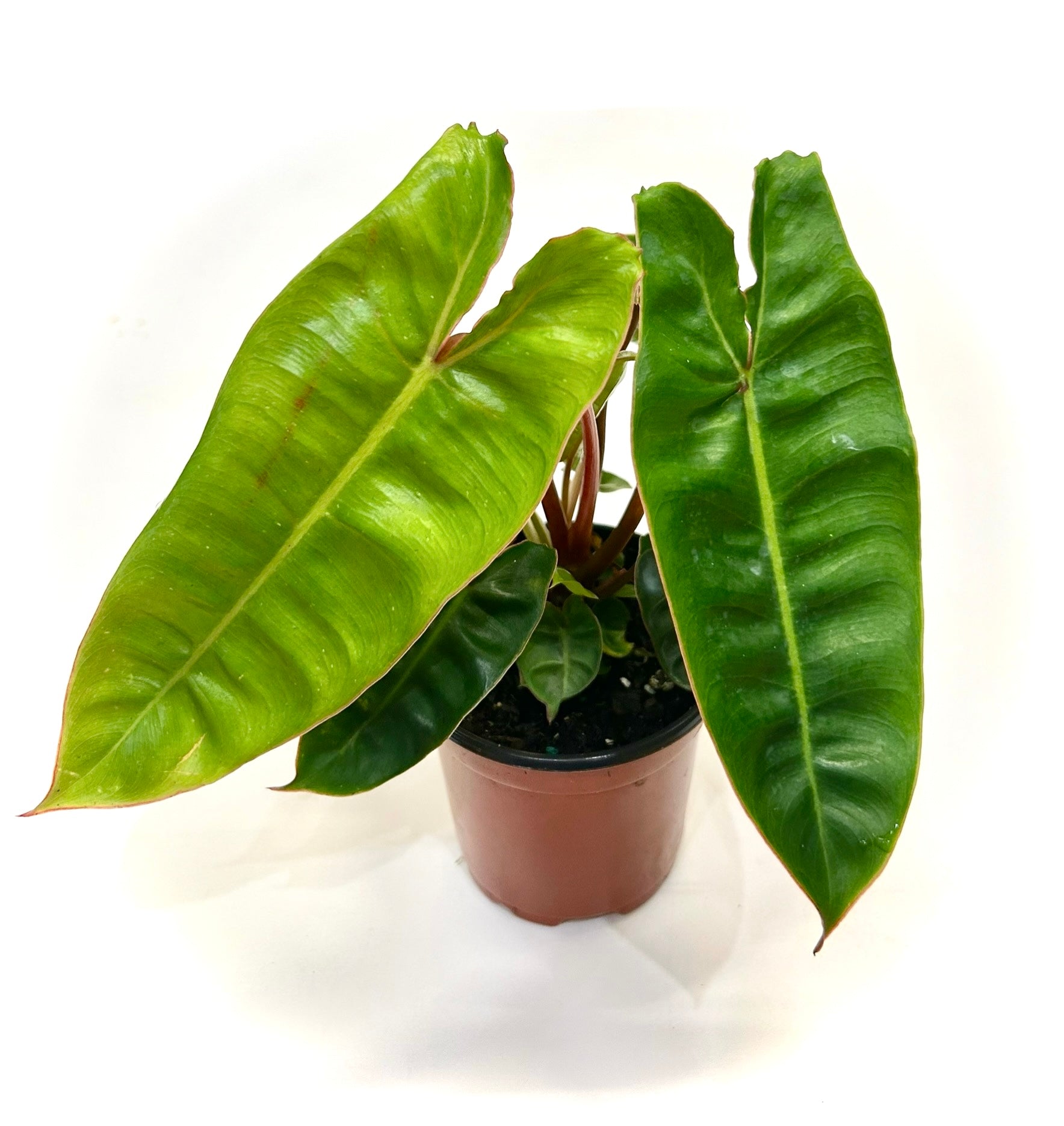 philodendron billietiae green stem Billietiae Philodendron – Baton Rouge Succulent Co