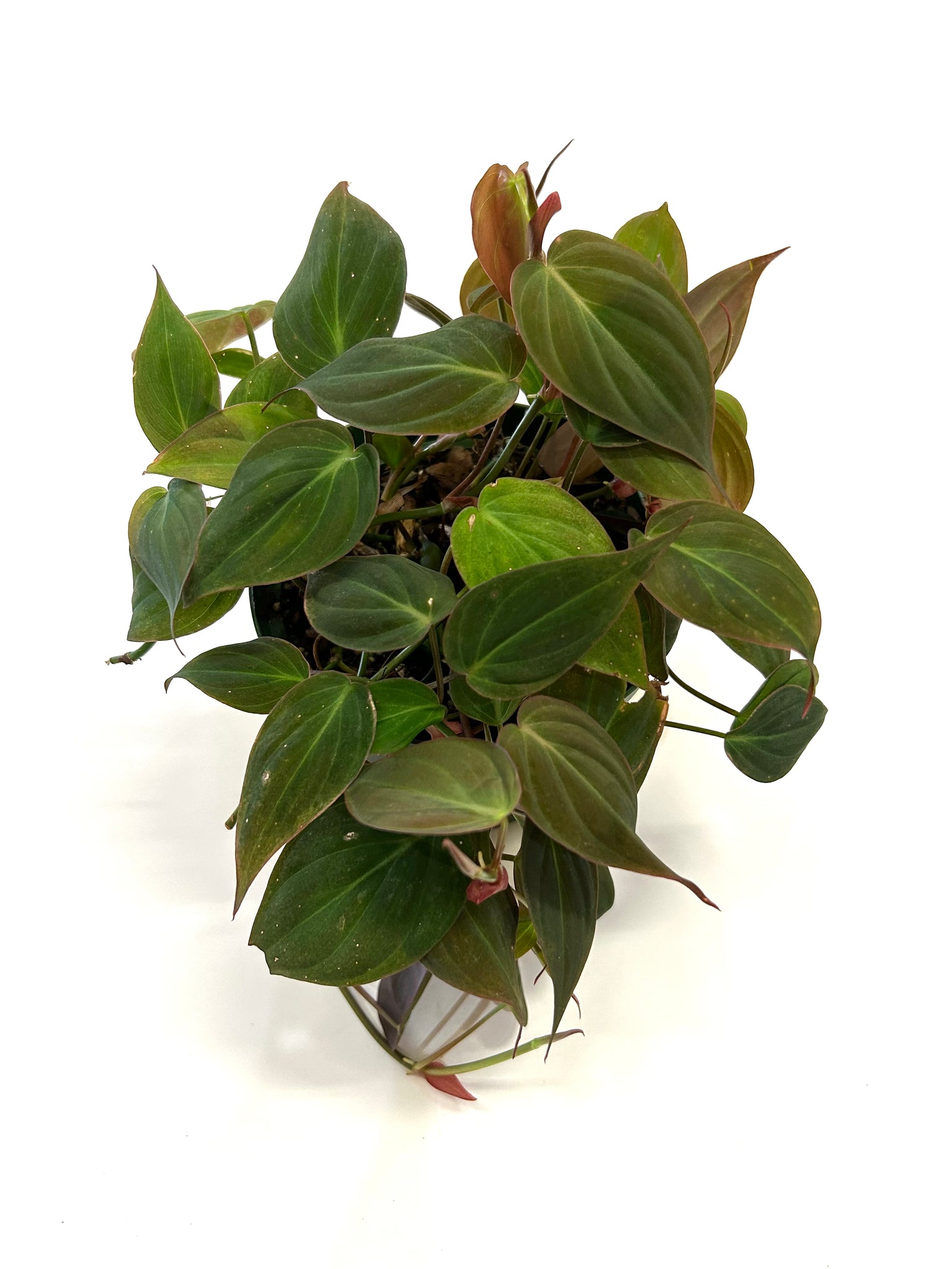philodendron micans plant Micans Philodendron – Baton Rouge Succulent Co