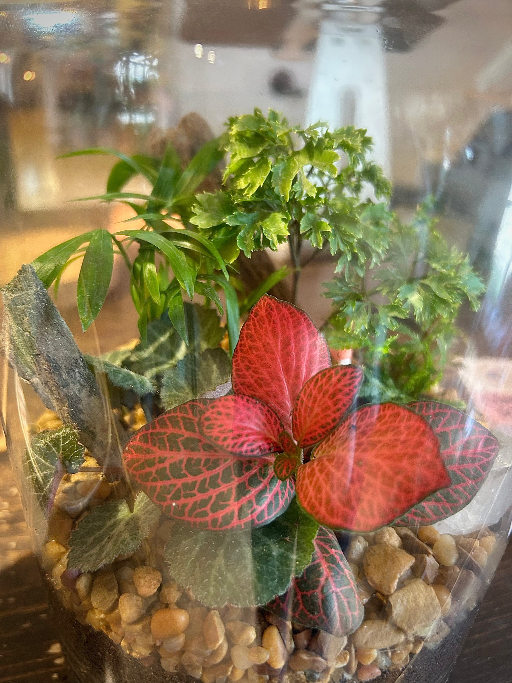 DIY Terrarium Kit – Build a Beautiful Self-Sustaining Garden – Baton Rouge  Succulent Co