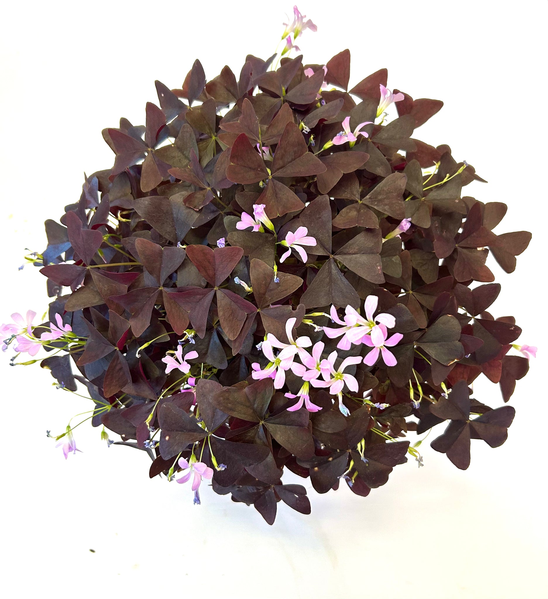 Purple Shamrock Oxalis Triangularis