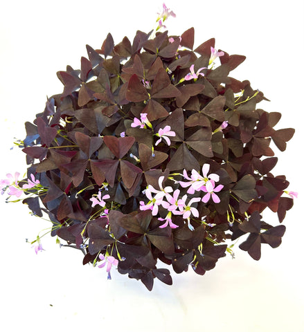 Purple Shamrock Oxalis Triangularis